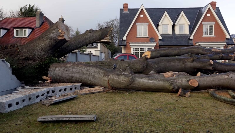 A tree which crashed through a neighbouring wall on the Howth Road in Dublin (Pic: Photocall/Laura Hutton)