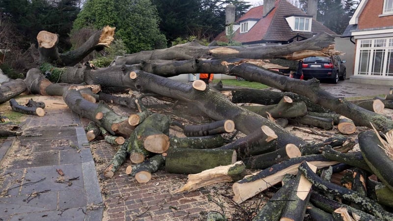 The strong winds took down trees and power lines across Ireland (Pic: Photocall/Laura Hutton)