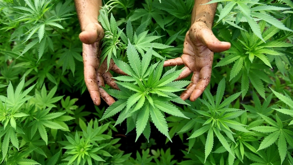 The commercial cannabis market is expected to ultimately gross $578m (€420m) in annual revenues
