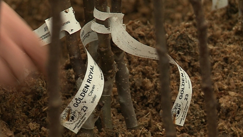 Collections include around 800 heirloom vegetable varieties