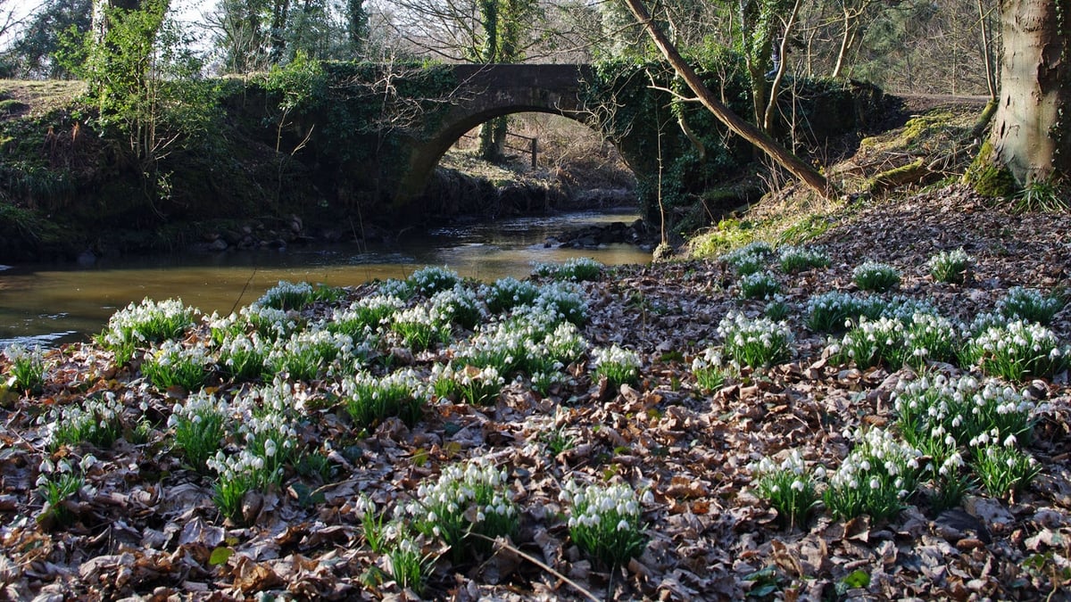 Woodland Walks & Flora 