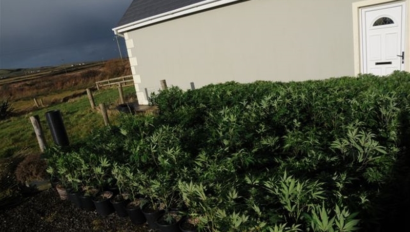 About 600 cannabis plants were seized