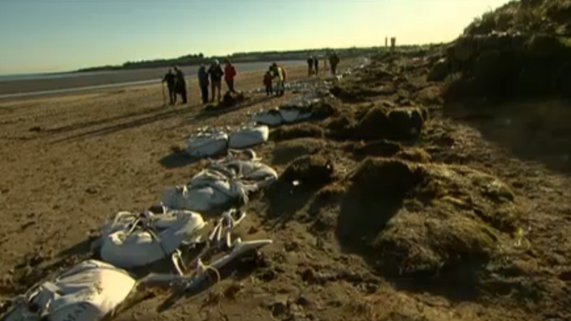 Portrane beach is one of those affected