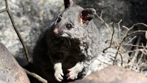 A possum that survived a fire near Perth