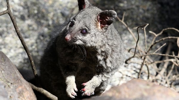 A possum that survived a fire near Perth