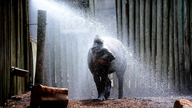 Tiquie the Brazilian Tapir enjoyed a hose off to cool from the heat at Taronga Zoo in Sydney last week, when temperatures neared 43C