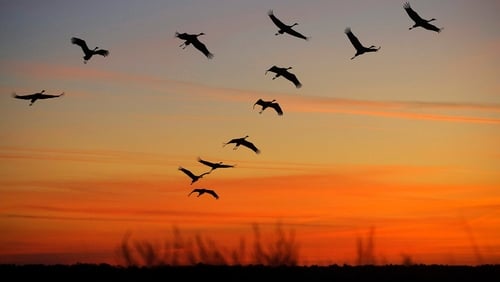 Most of the losses were not among rare species, but common ones across nearly every bird family