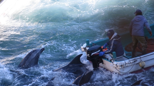 Fishermen are back out in the cove in Taiji hunting dolphins (Pic: EPA)