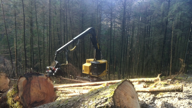 Gougane Barra will be closed for six months to try to curb the spread of Phytophthora ramorum
