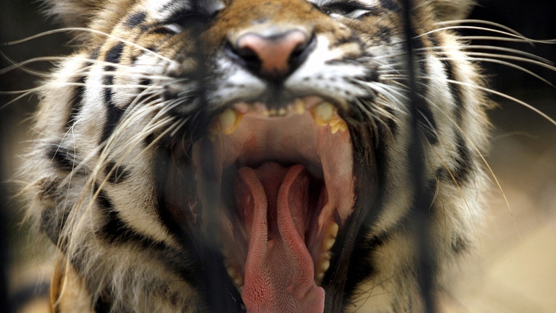 India has seen its tiger population plummet from an estimated 40,000 in 1947 to around 1,700 now