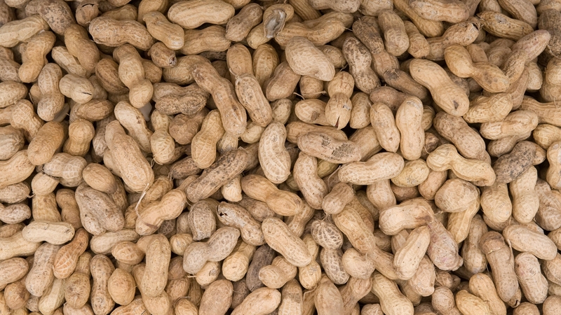 Doctors have said they could treat peanut allergies by feeding children the very thing their bodies reject