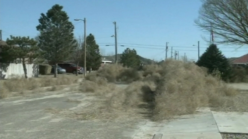 Tumbleweed blocked roads and buried houses