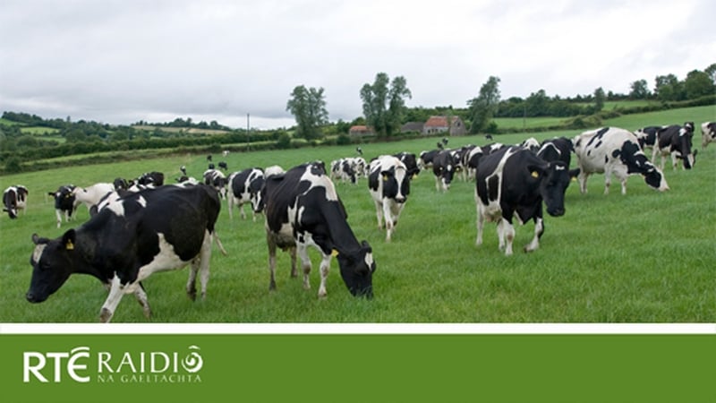 Fans móra Raidió na Gaeltachta iad na Holstein-Freisians. (Agus b'fhearr leo leann dubh thar pils lá ar bith.)
