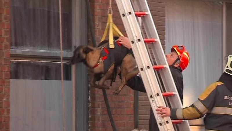 Emergency services hoisted search rescue dogs into the building