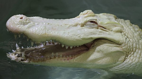 An albino crocodile at a zoo in the Czech Republic