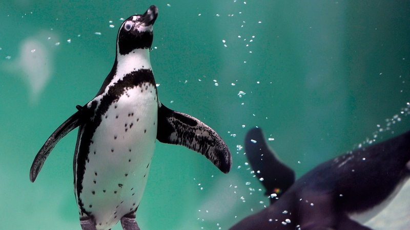 Humboldt penguins are threatened with extinction in Peru and Chile