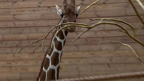 Marius the giraffe was put down after campaign to save him failed