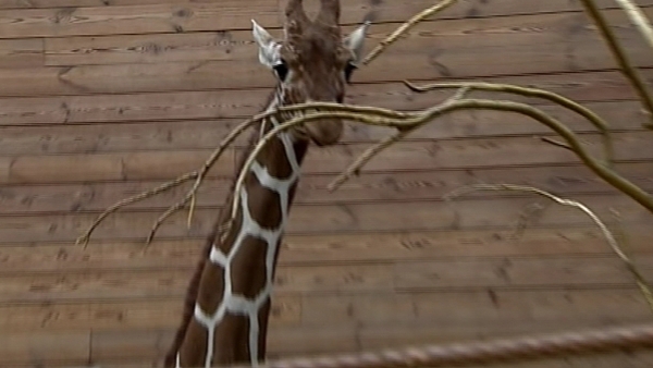 Marius the giraffe was put down after campaign to save him failed