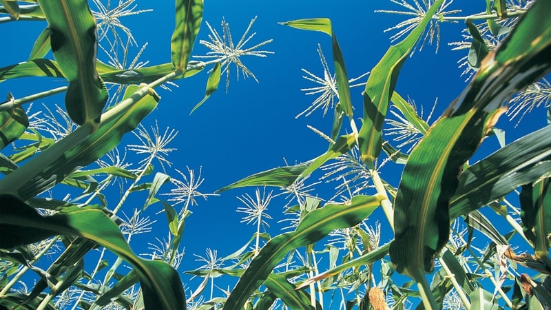 Origin Enterprises buys 65% stake in Brazil's Fortgreen