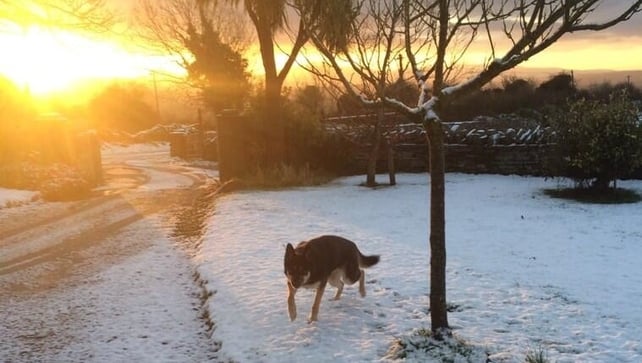 Dogs enjoying the snow in Co Kilkenny (Pic: Cliadhna Whitely)