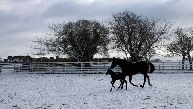 Horses testing the firm ground at the Irish National Stud, Co Kildare