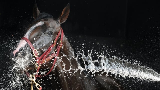 Prince of Penzance is cooled down after racing at Mornington Cup Day in Melbourne, Australia