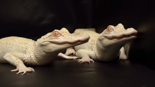 Two one-year-old albinos alligators at an aquarium in Paris. They are part of a captive breeding program aiming to protect endangered species