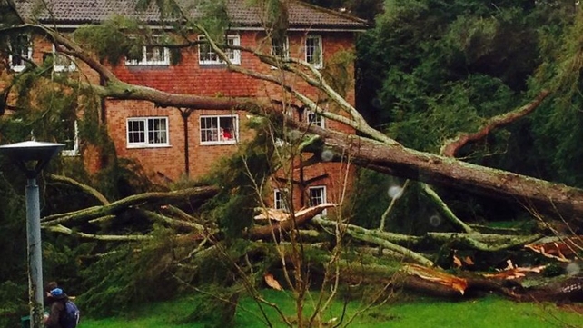A tree is down at Brookfield student accommodation in Cork (Pic: Laura Leahy)