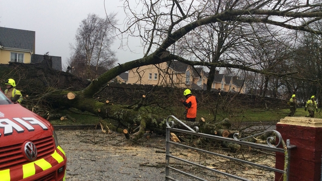 Emergency services are dealing with trees down across the country (Pic: Mary Cashin)