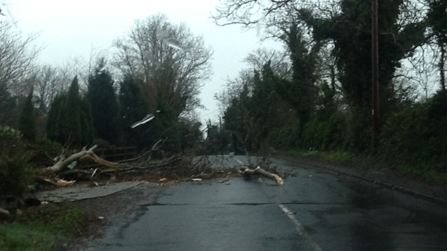 Falling trees in south county Dublin