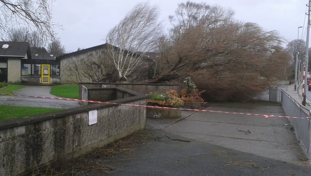 This tree fell at the entrance to Scoil Ide in Corbally, Co Limerick (Pic: Niall South)