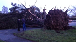 A huge tree felled by high winds on Block Road in Portlaoise, Co Laois (Pic: Clare Kelly)