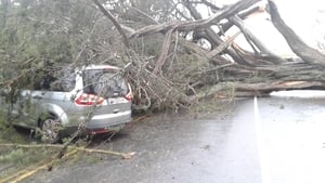 A family had a lucky escape after the tree fell on their car in Portlaoise (Pic: David McCall)