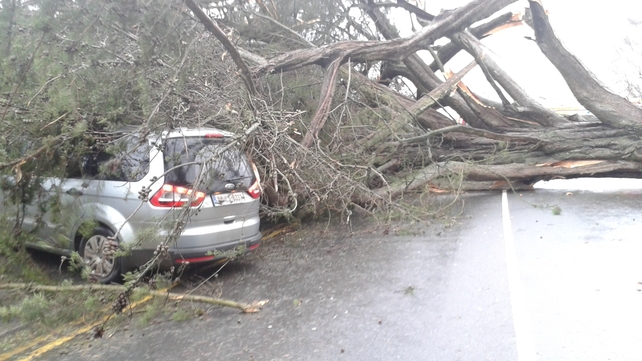 A family had a lucky escape after the tree fell on their car in Portlaoise (Pic: David McCall)
