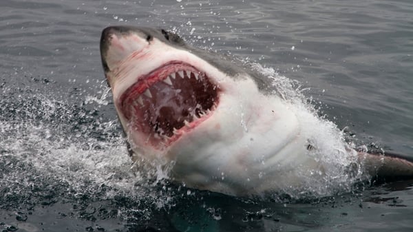 The shark was nearly half as long as the boat
