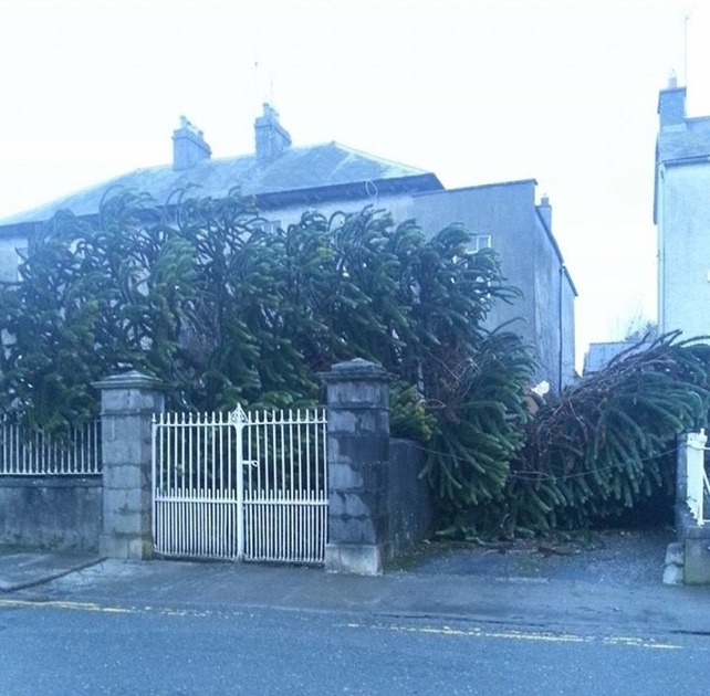 This 90-year-old chilean pine tree planted by Eamon de Valera in Birr, Co Offaly was blown down (Pic: Brendan Horan)
