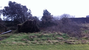 Trees uprooted in Co Kerry (Pic: Stephen Daly)