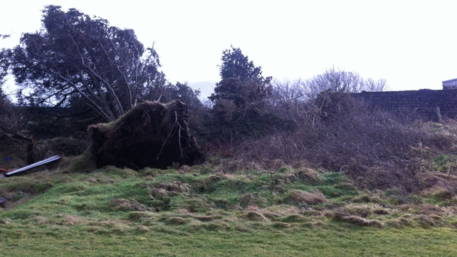 Trees uprooted in Co Kerry (Pic: Stephen Daly)