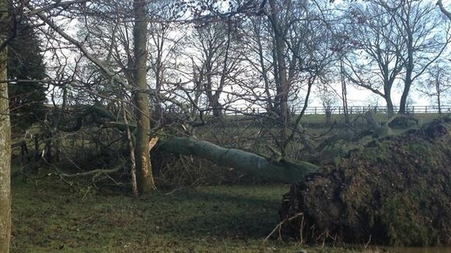 This tree was torn down in Co Kilkenny