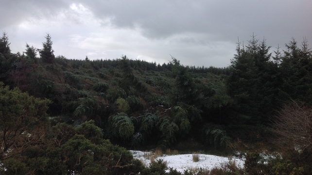 A line of trees came down in Carrickerry, west Limerick (Pic: James Lawlor)
