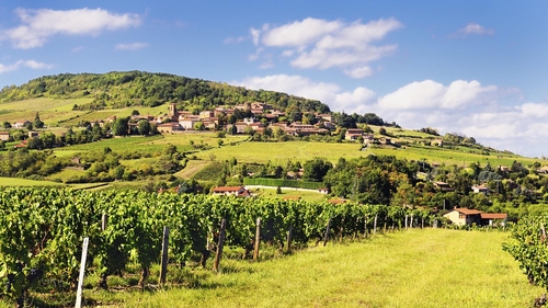French vineyard