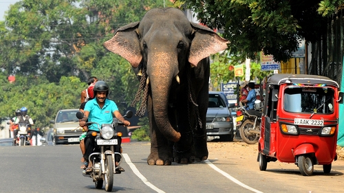 A Sri Lankan elephant takes a morning stroll along a street in Colombo. The Sri Lankan elephant is listed as endangered by the International Union for Conservation of Nature as the population has declined by at least 50% over the last three generations.