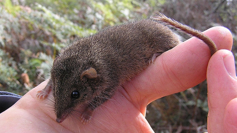 The Black-Tailed Antechinus is a cousin of the Agile Antechinus (pictured)