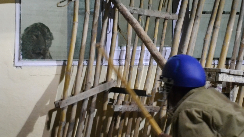 A policeman in a helmet stands ready to hit the leopard with a baton