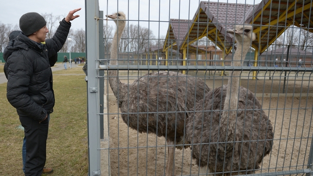A man feeds an ostrich on the former president's estate, which was abandoned by security