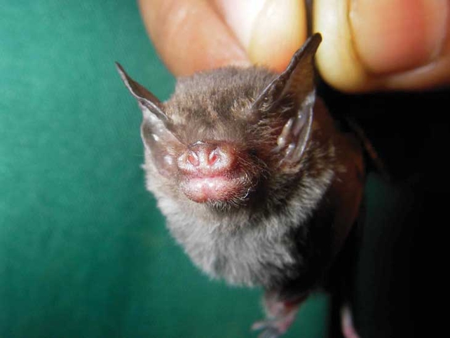 This is a photo of the Craseonycteris thonglongyai (bumble-bee bat). It is one of the rarest species in the world and is only found in two populations, one in Thailand and one in Myanmar (Pic: Emma Teeling)