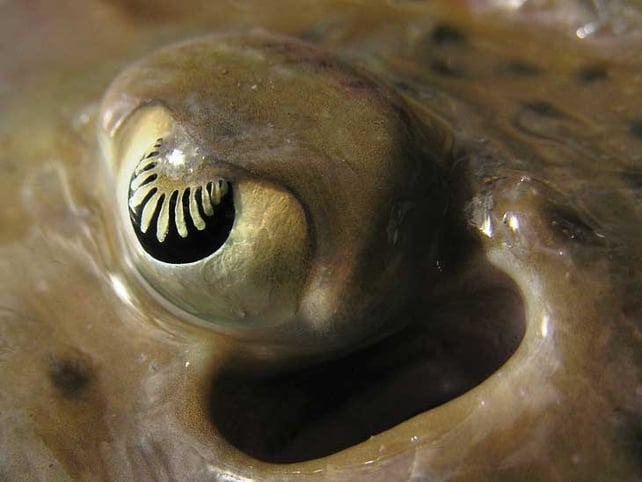 The eye of a spotted ray (Raja montagui) caught during a survey of the Irish Sea aboard the RV Celtic Voyager. Its intricately shaped iris makes the ray’s eye very sensitive to movements within a large visual field (Pic: Edward Farrell)