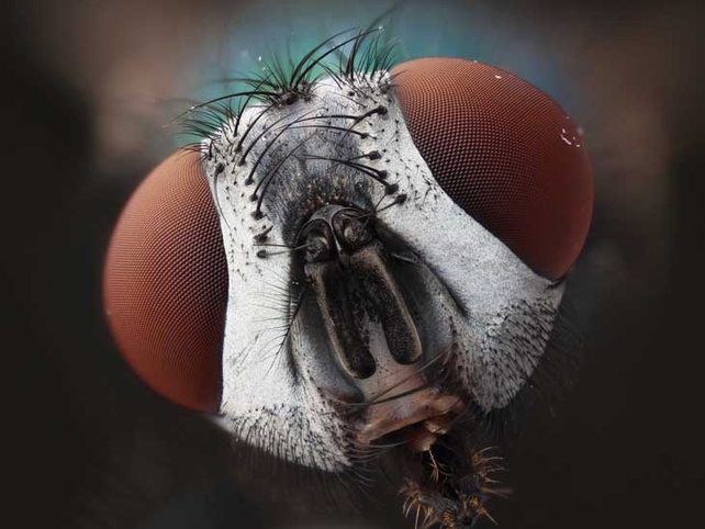 A common green bottle fly shot on a self-constructed optical microscope, made as as an affordable alternative to similar more expensive microscopes (Pic: Karl Gaff)