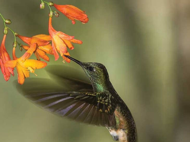 A hummingbird hovering at a flower, captured during research into the study of bird flight and its evolution (Pic: Billy Clarke)