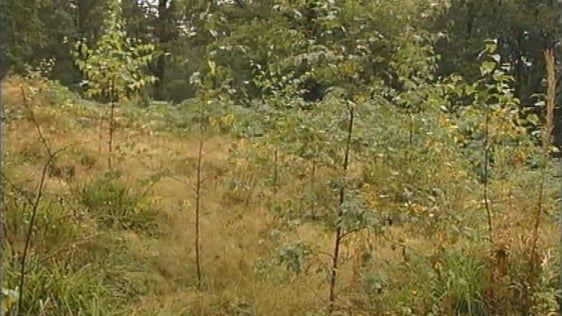 Millennium Forests
